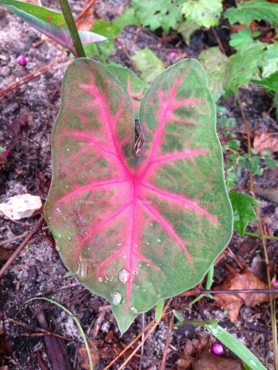 Caladium