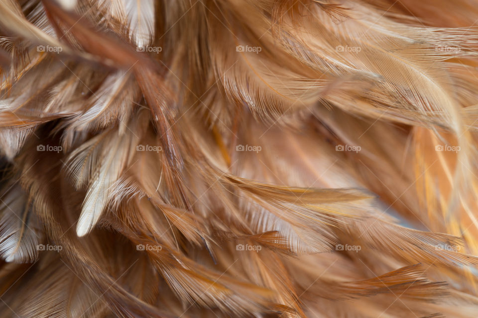 Wood chicken feather dusting 