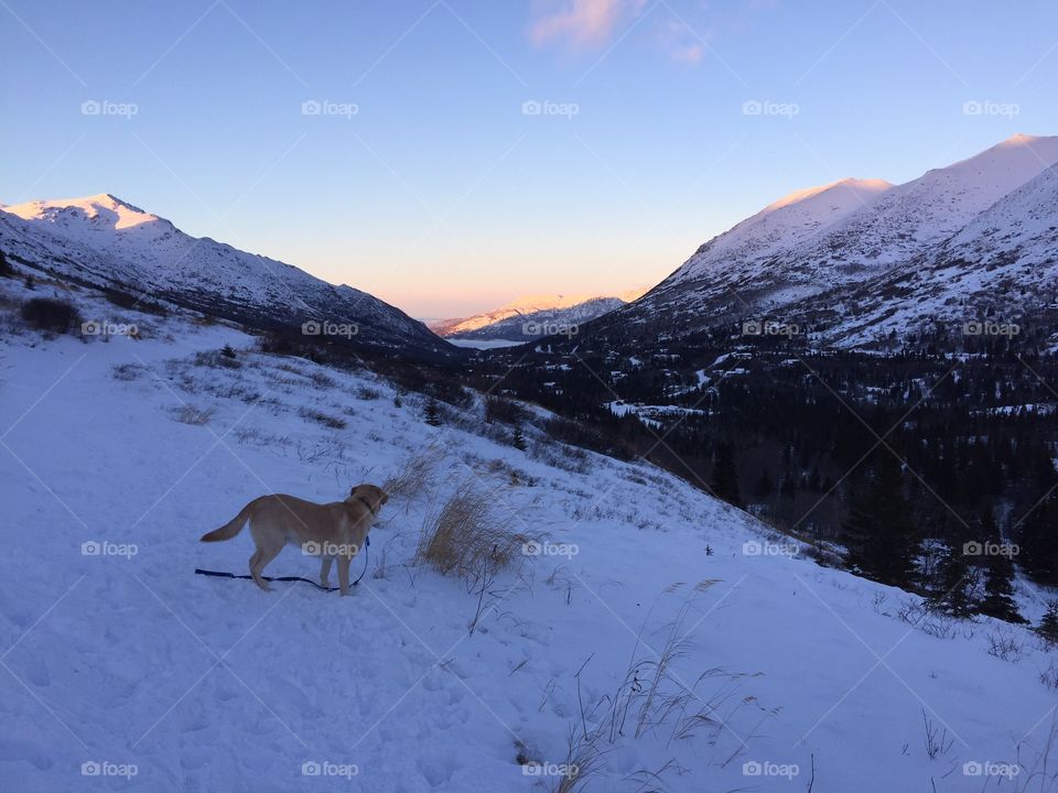 Walking the dog in Alaska