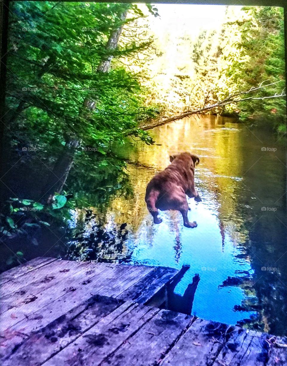 Bob jumping into the river at the end of summer old bulldog 14 years of old needing his daily bath and swimming great boy