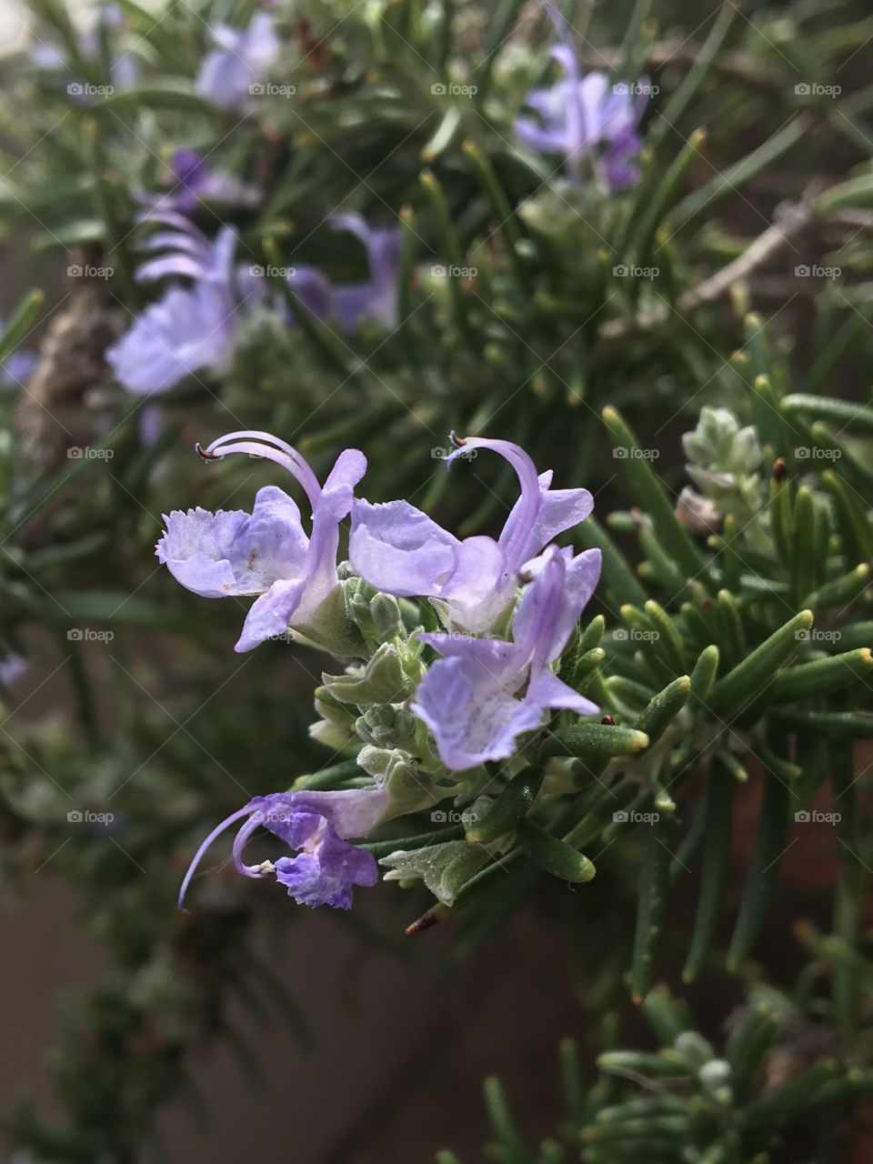 Tiny blue flowers