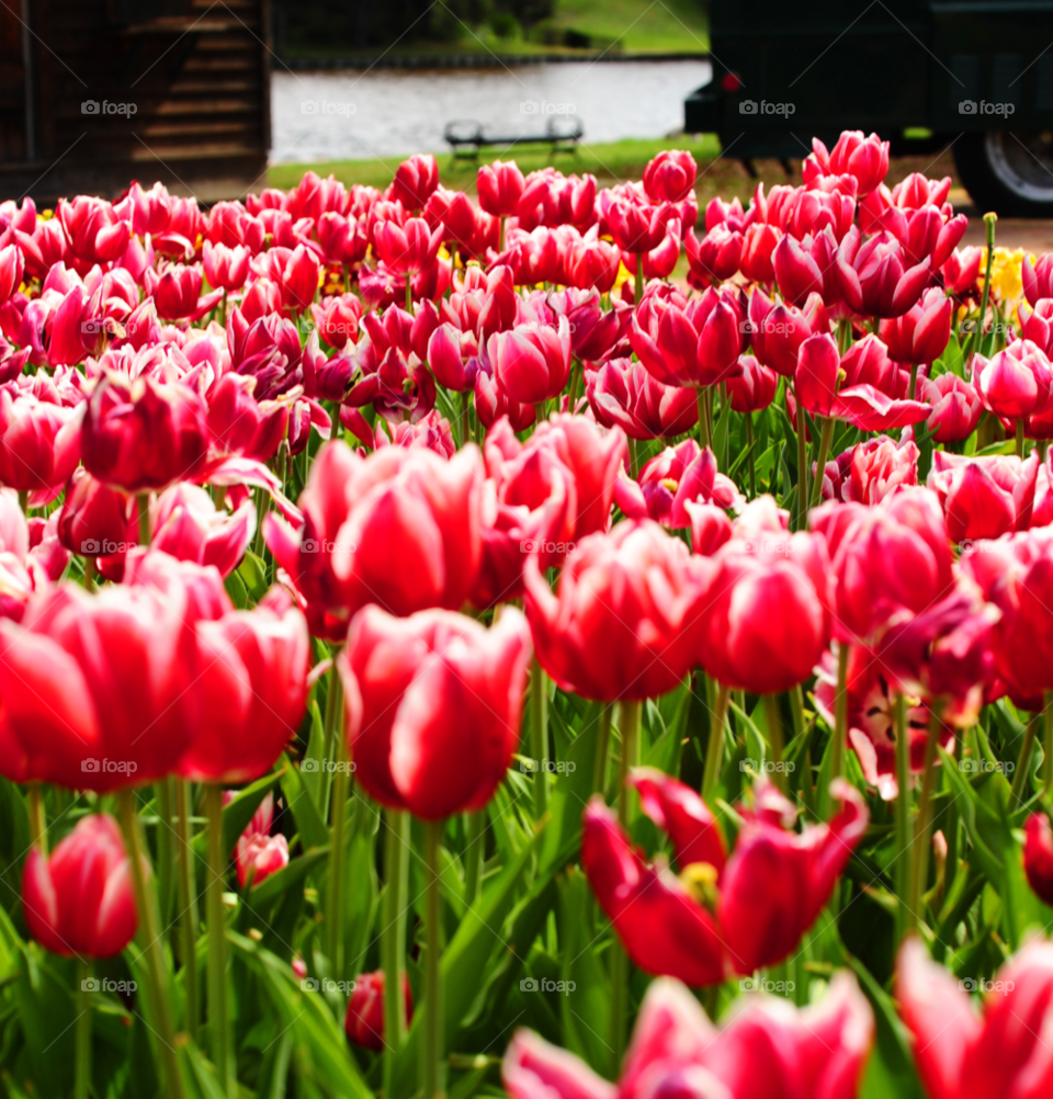 pink tulips riverfront by lightanddrawing