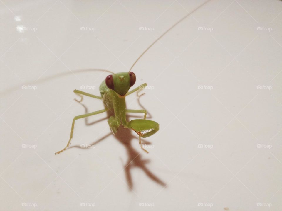 Visit this illustrious friend!!! What is small is strength and smartness!!!