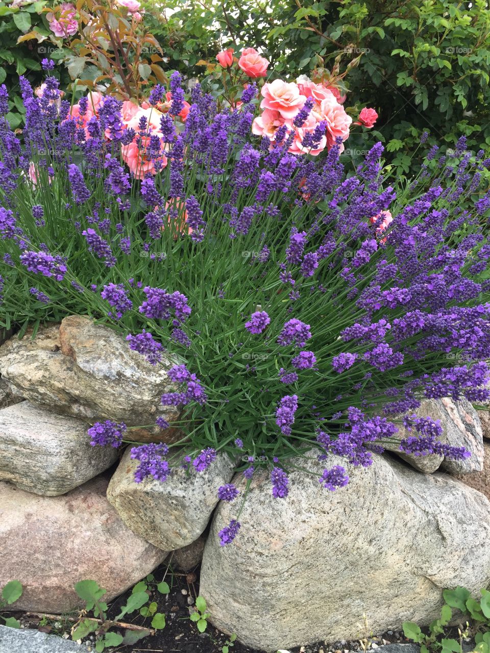 Lavender and roses