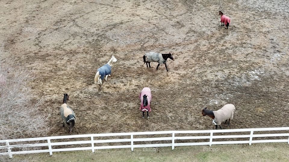 Horses following the leader