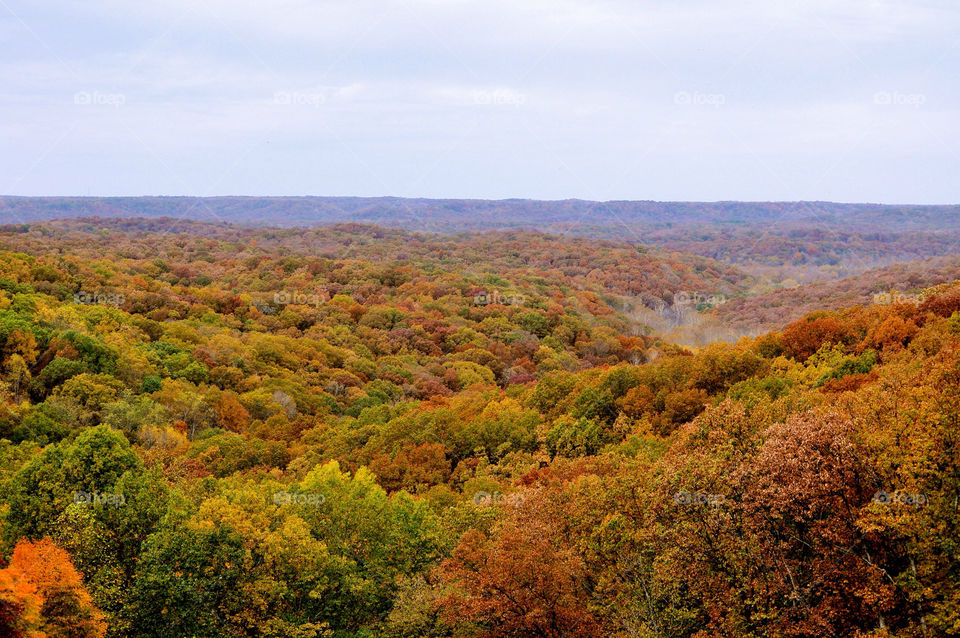 nature outdoors colors tree by refocusphoto