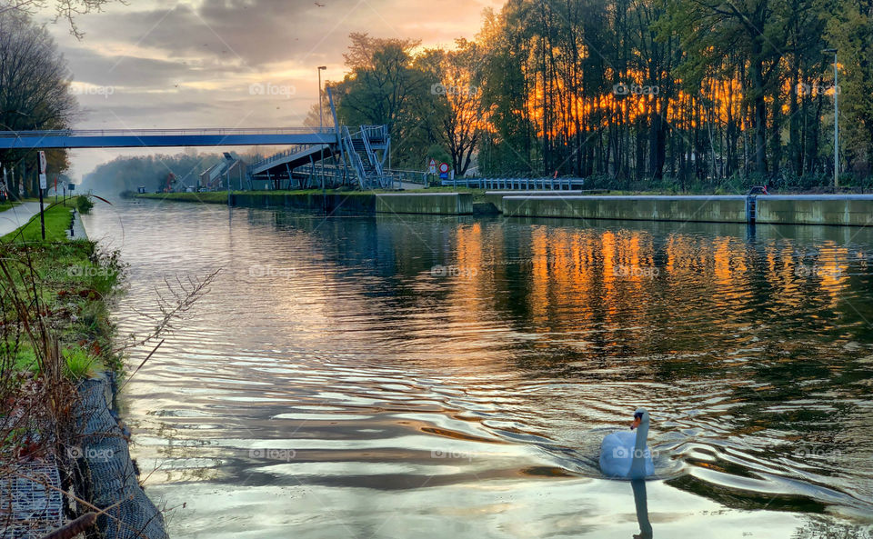 Swan swimming on the water of the river or canal during a colorful and dramatic sunrise or sunset in a countryside woods landscape