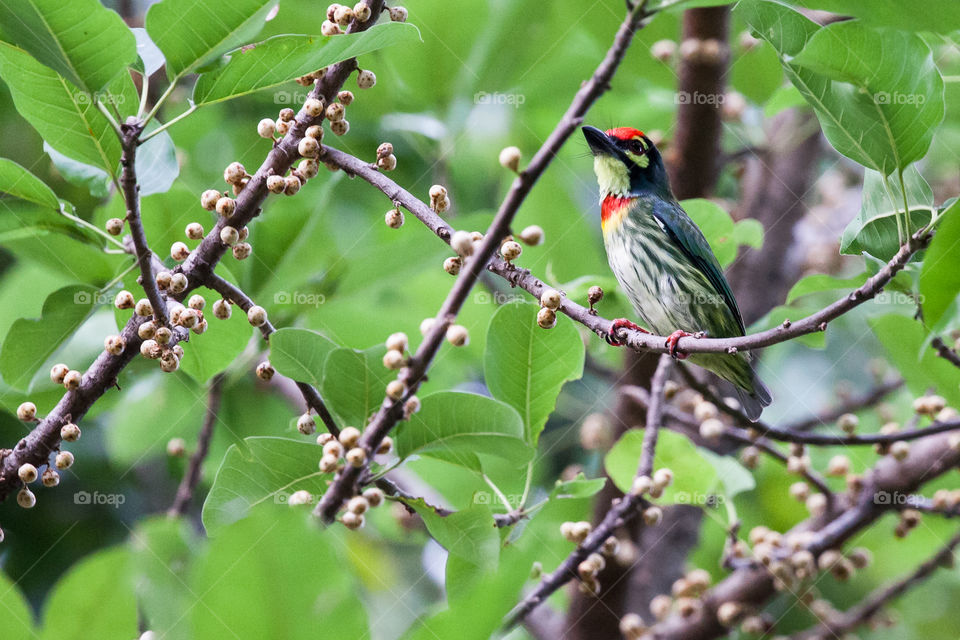 one of the many birds of thailand