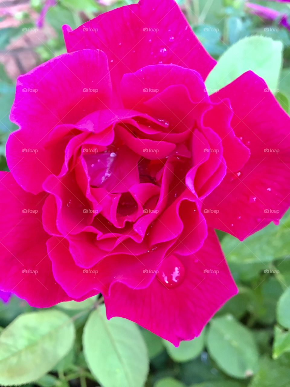 Rose bloom 