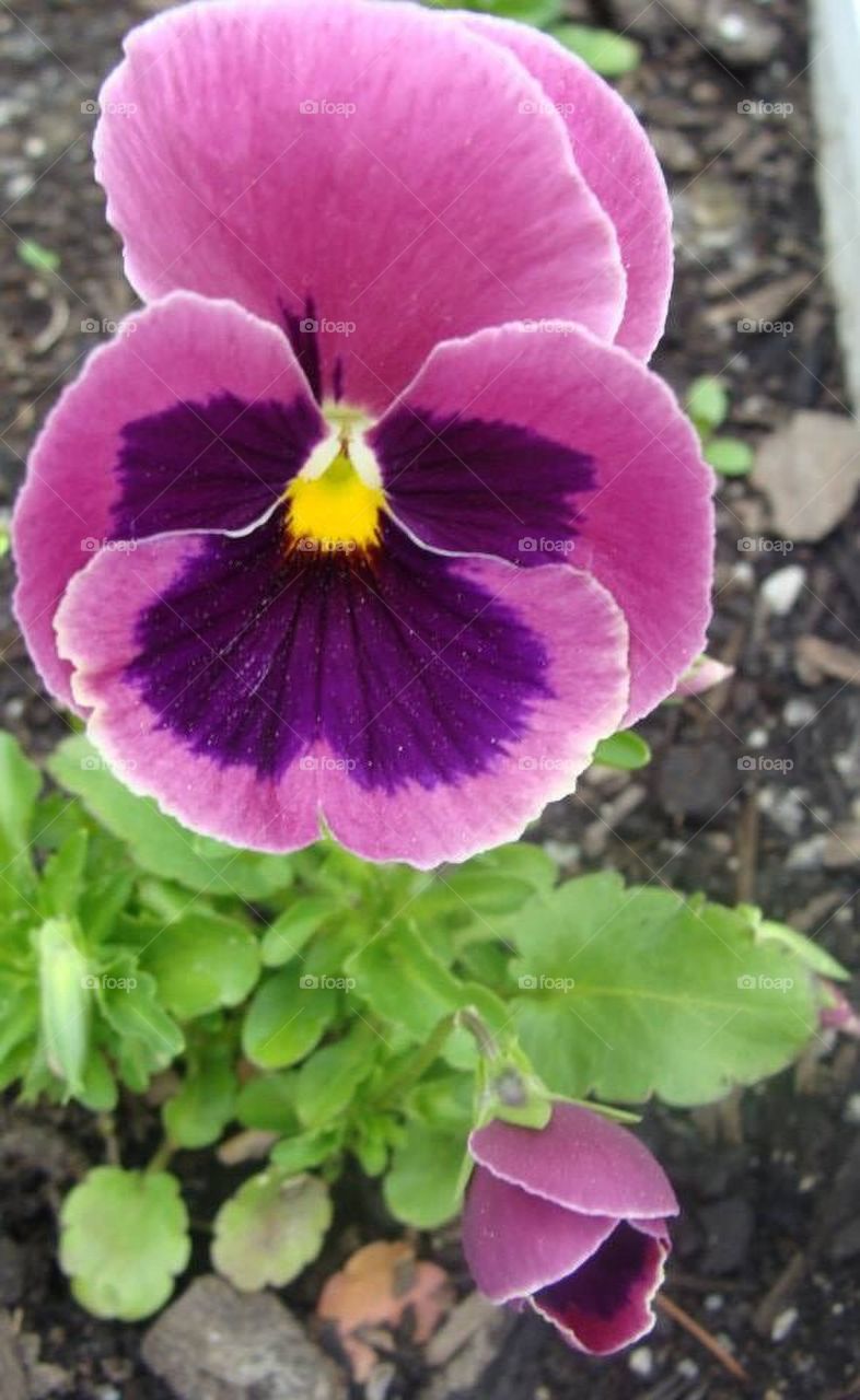 Pansy up close