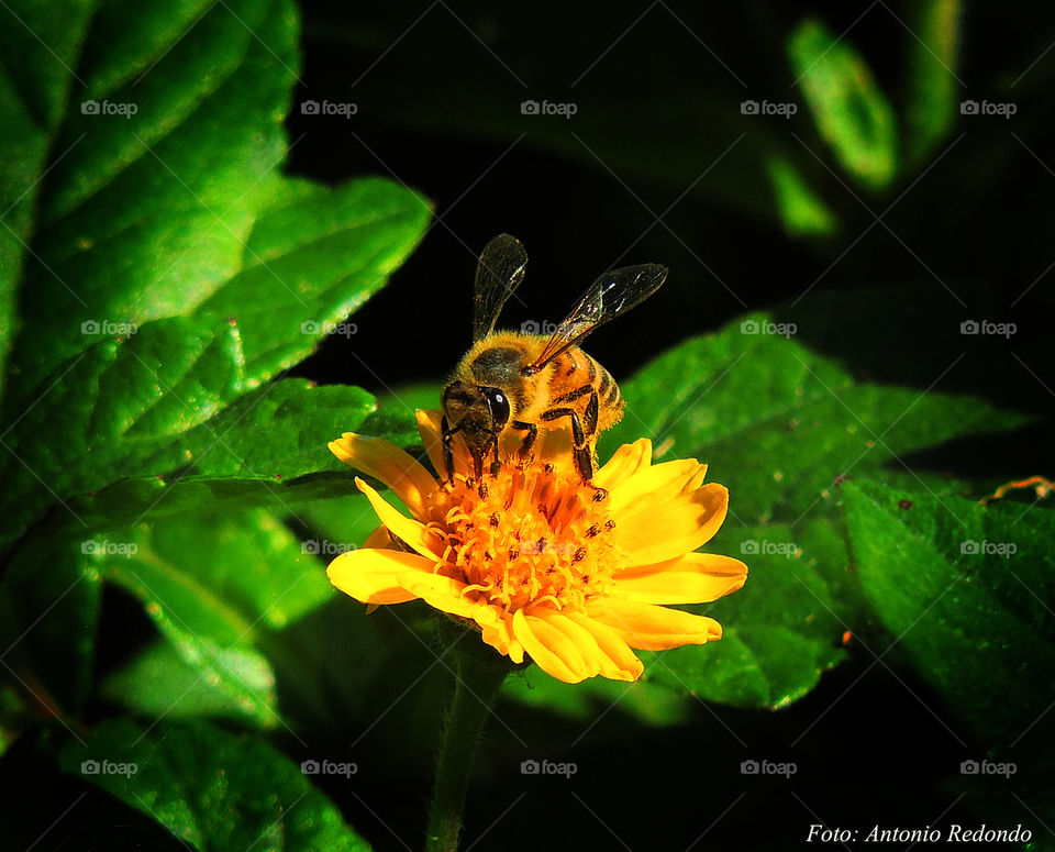 Bee