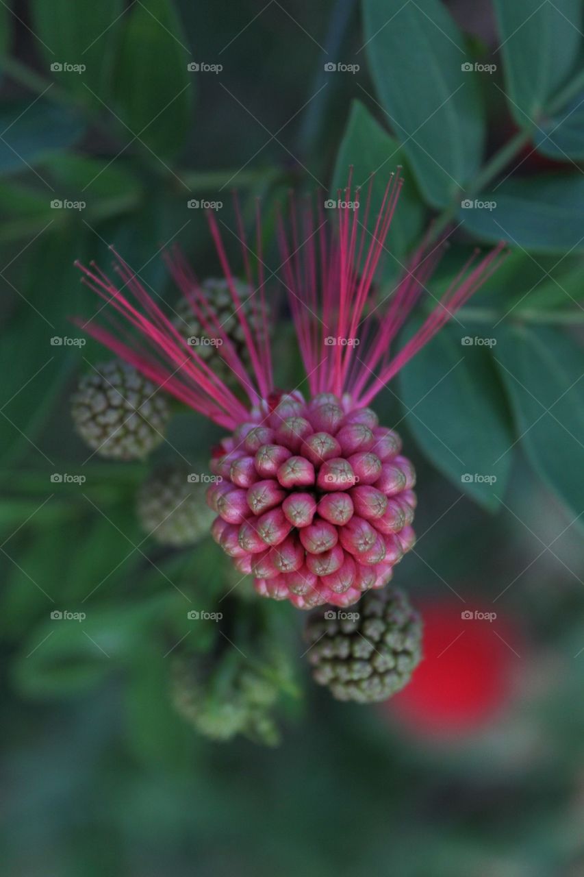 Flower Buds