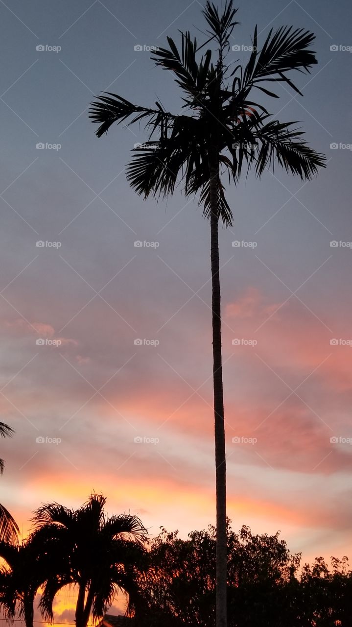 Alexander Palm sunset Fort Lauderdale