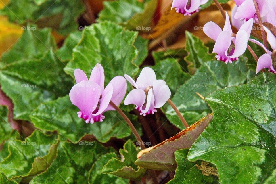 purple crocus flowers in spring