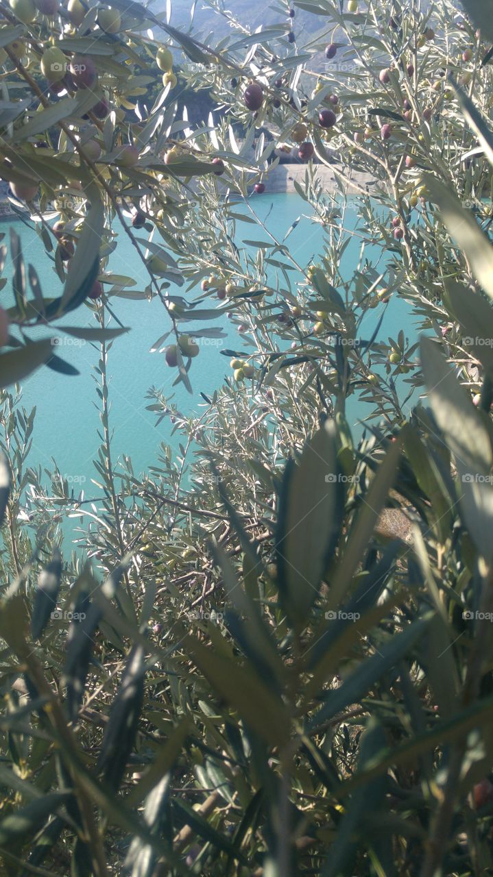 #olive #mountain #water #blue #green