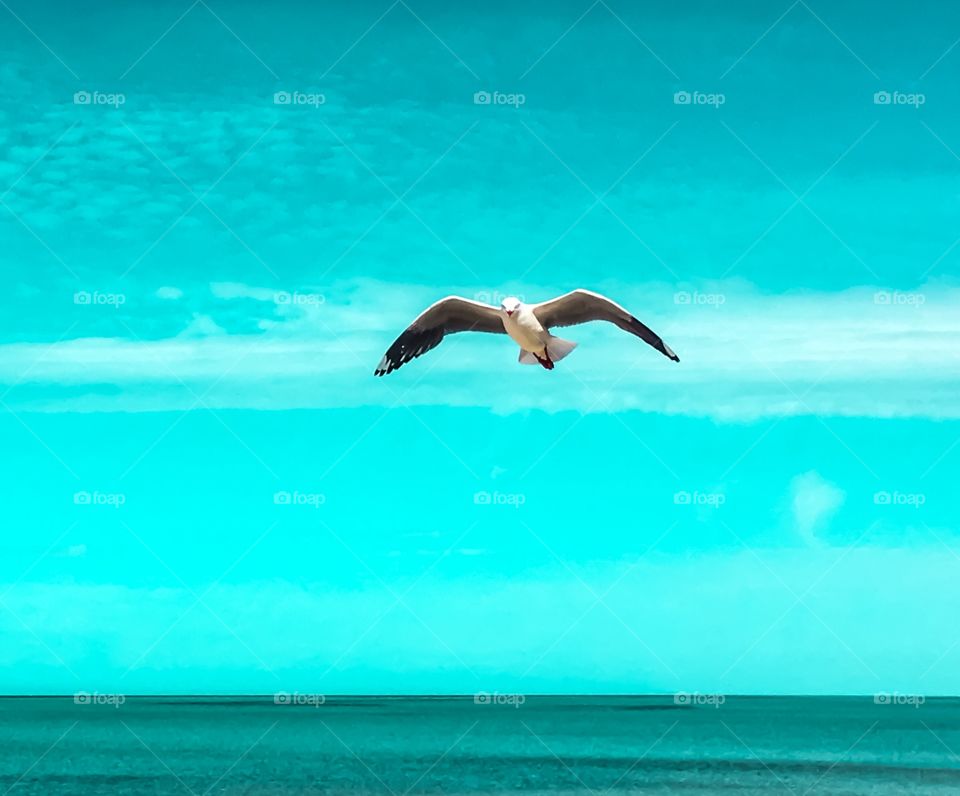 Seagull in mid-air over sea
