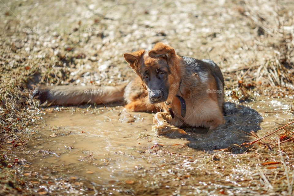 German shepherd dog outdoor have fun in a spring puddle