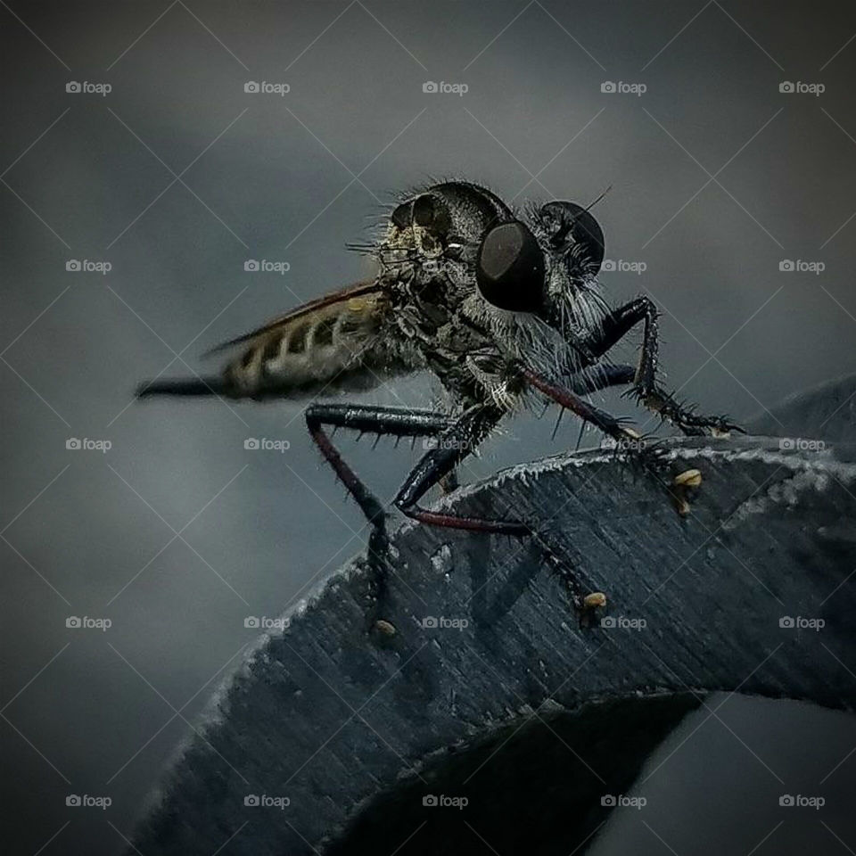 Black Wasp