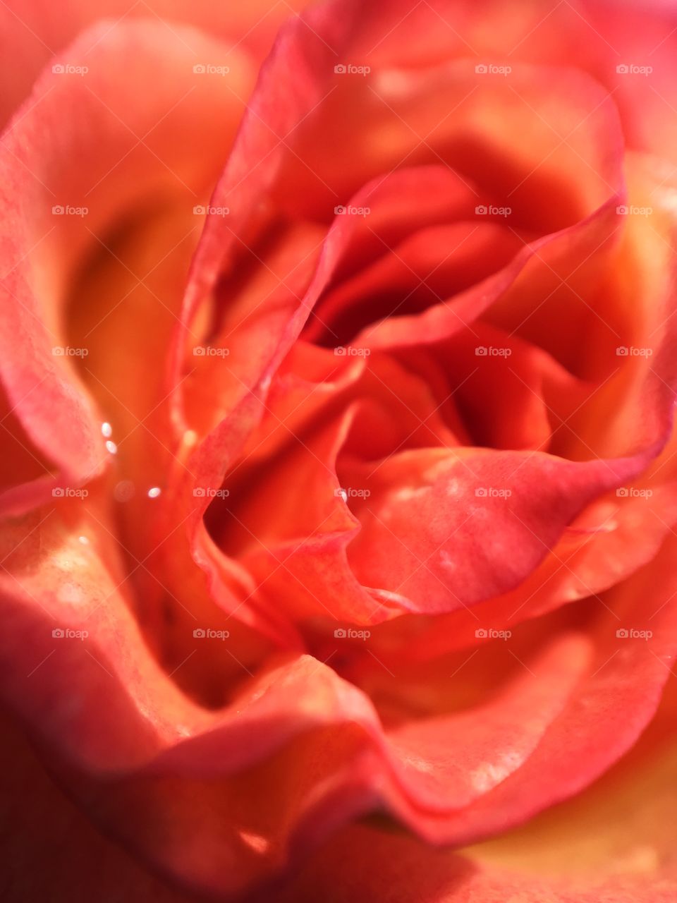 Orange rose 