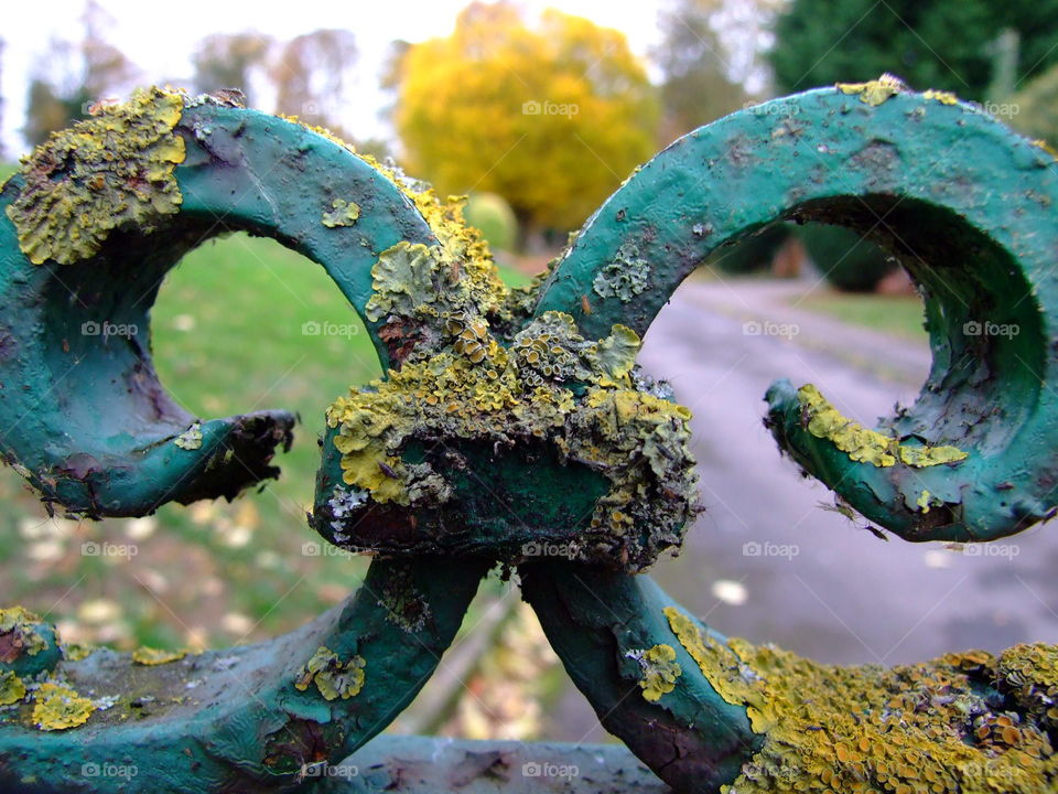 Close-up of old, metal gate with tree in the background