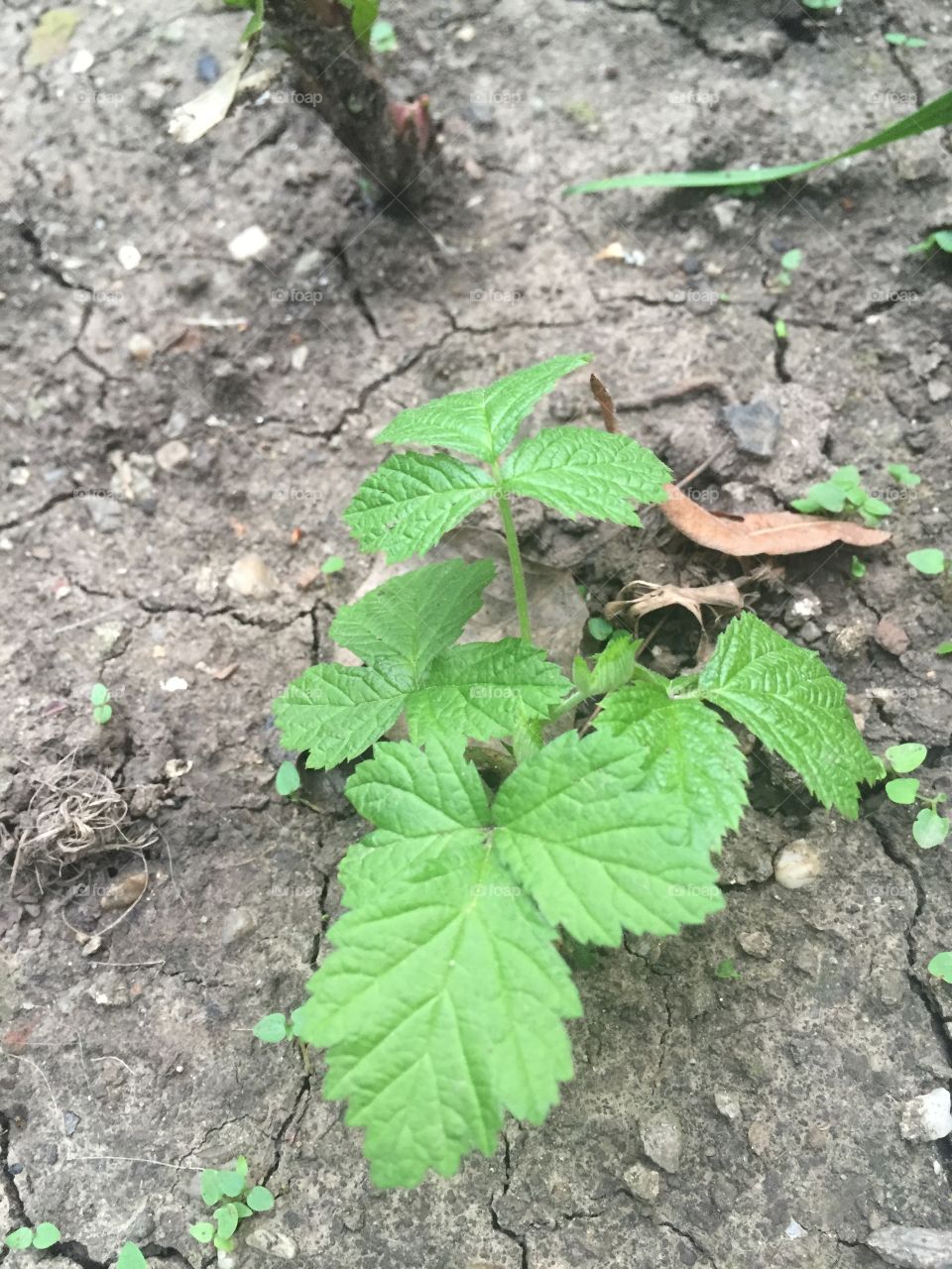 plant close-up