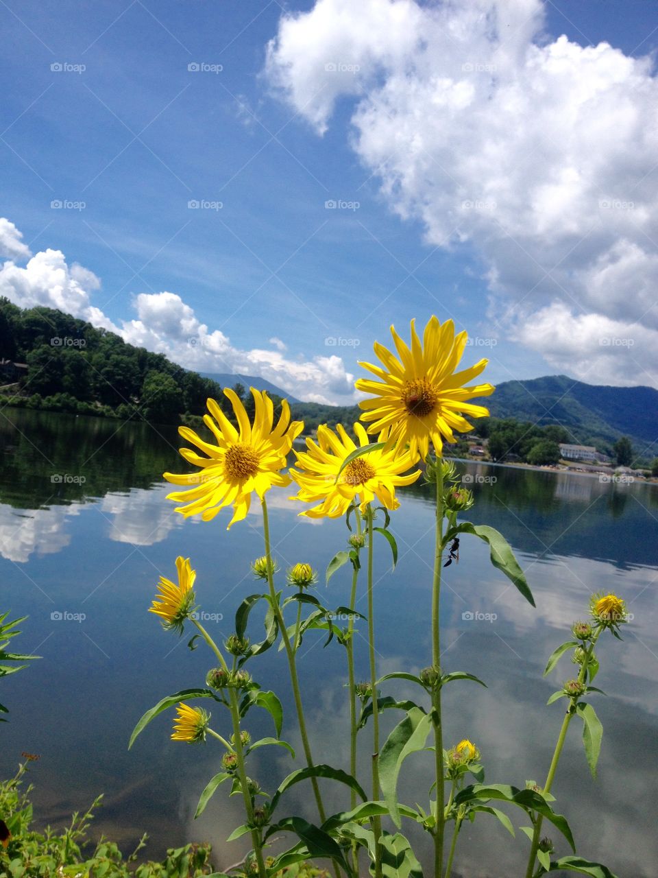 Standing Bright and Beautiful 