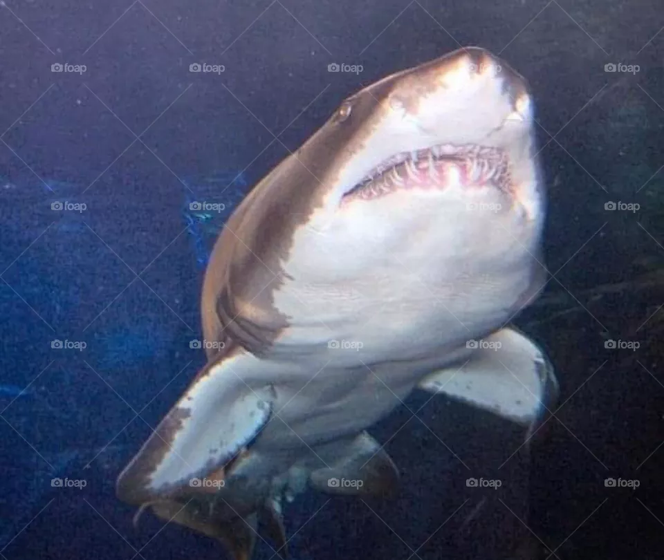 Look at those teeth 