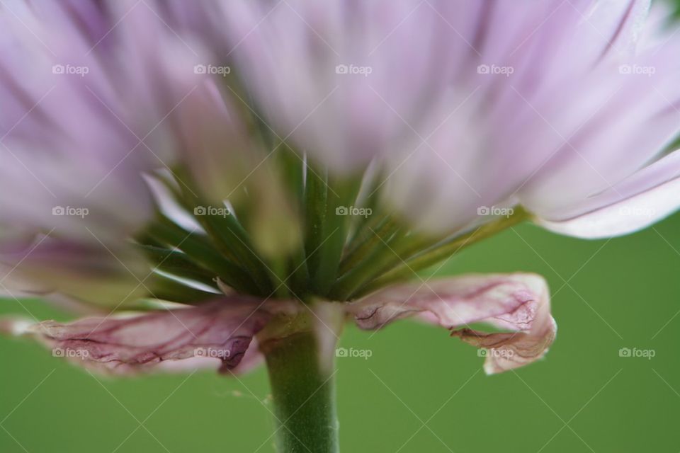 chive flower macro