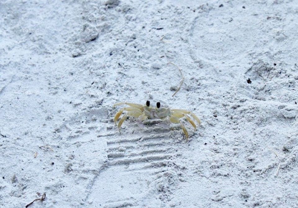 White crab