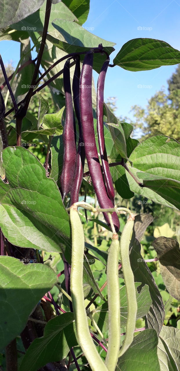 climbing beans in sun