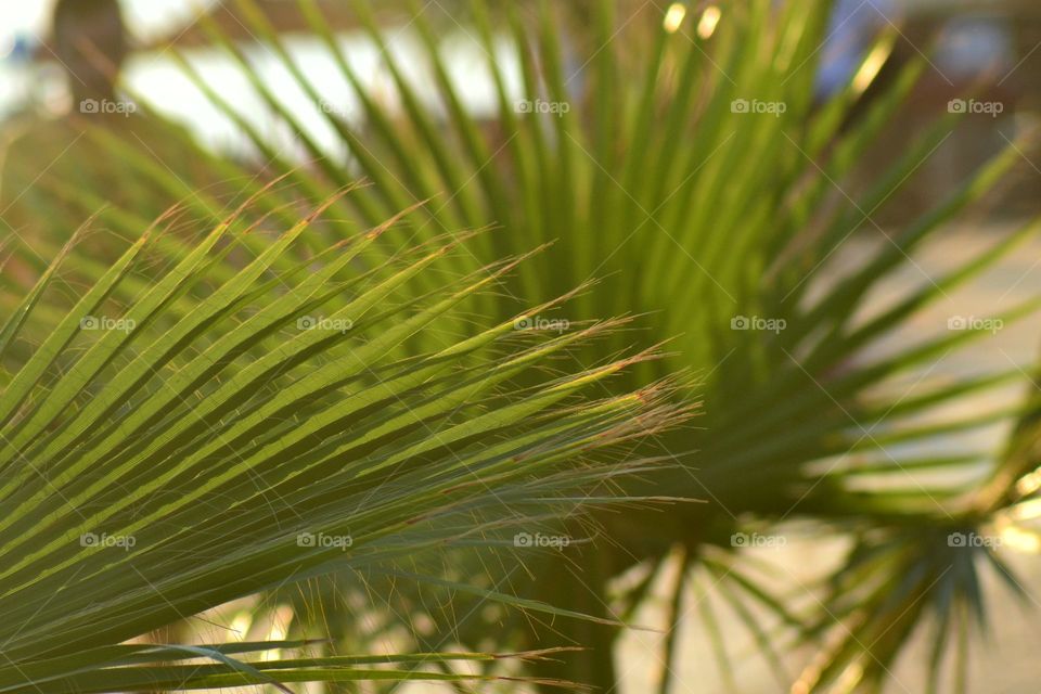 palm leaf