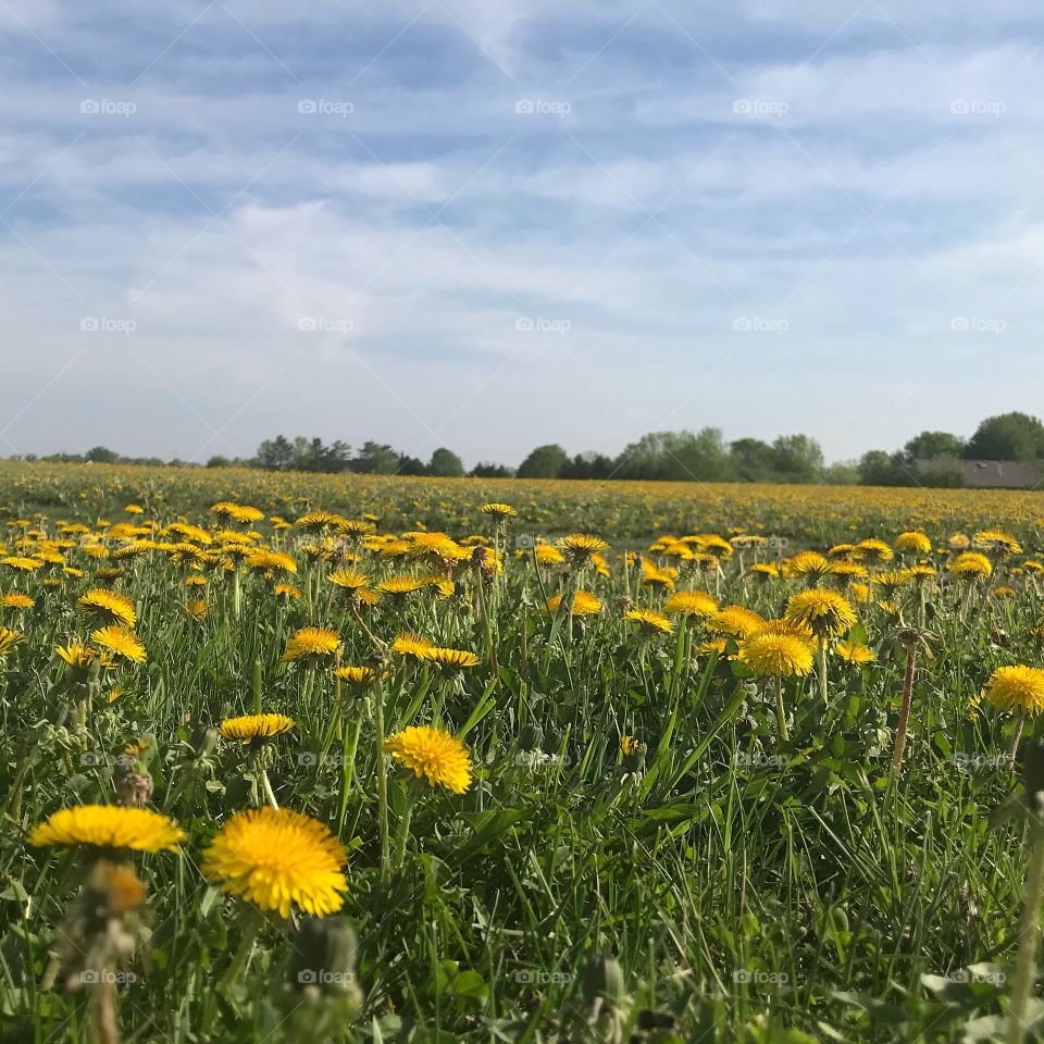 Beautiful field of bright yellow dandelions against a summer sky in Minnesota, USA