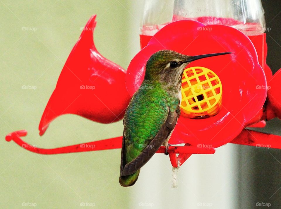 Hummingbird at a red bird feeder