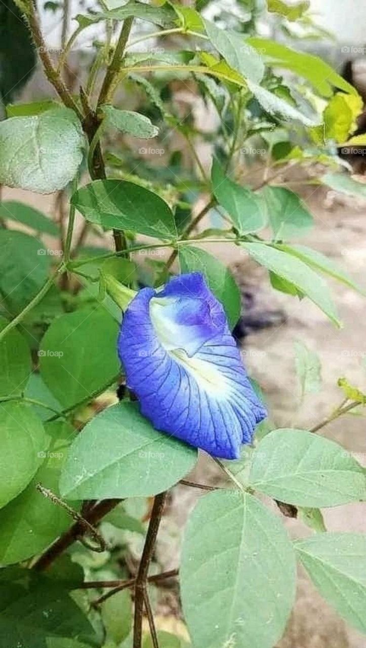 most beautiful and attractive flowers in the garden.