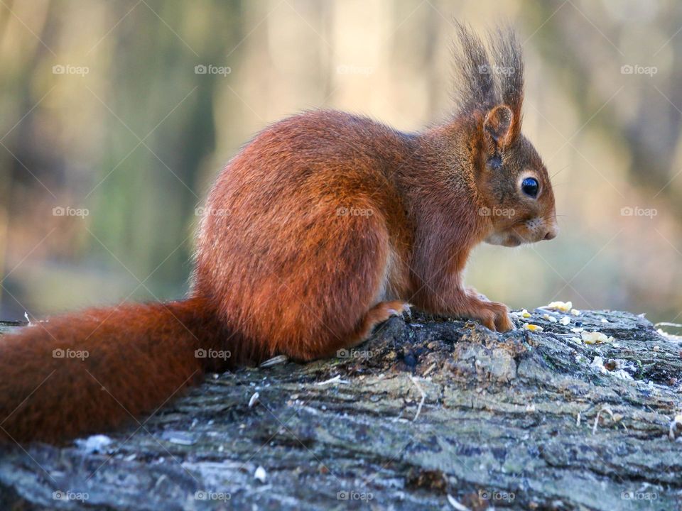 Red squirrel from the back