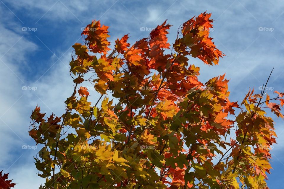 Fall Foliage