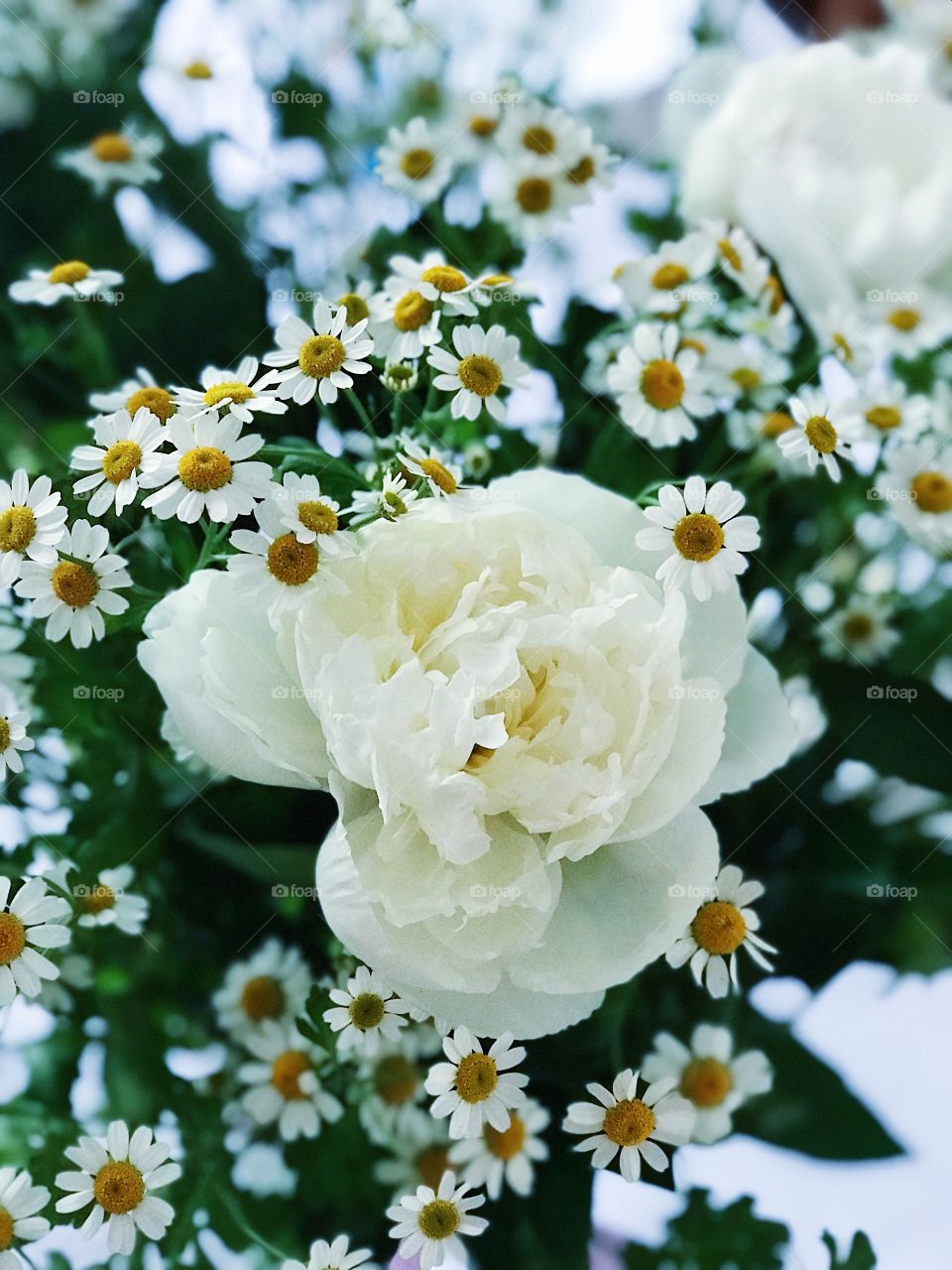 White bouquet with peony and chamomiles