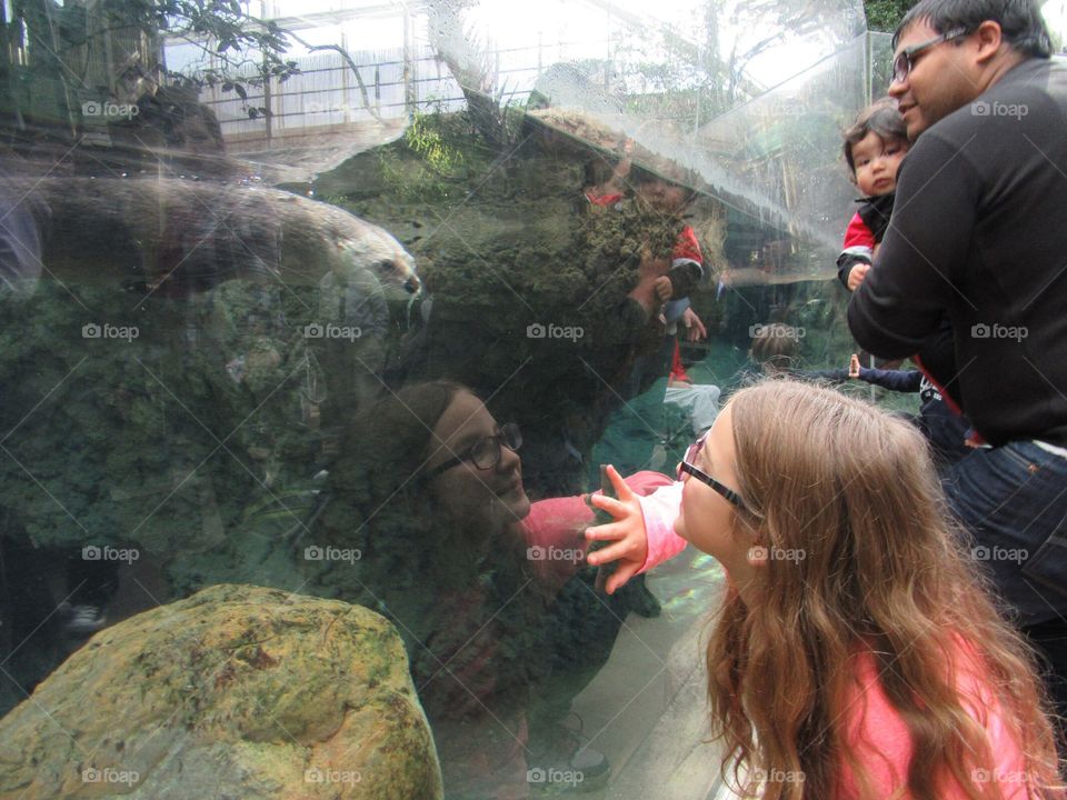 Otter Interaction at the Florida Aquarium
