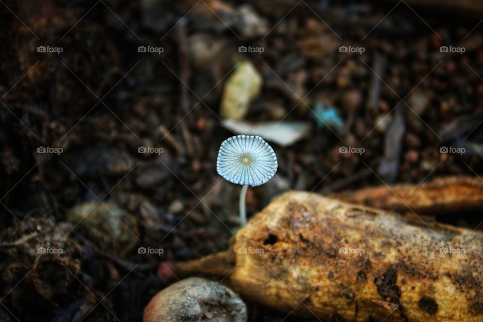 beautiful magic mushroom in the forest