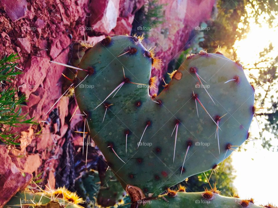 Cactus love 