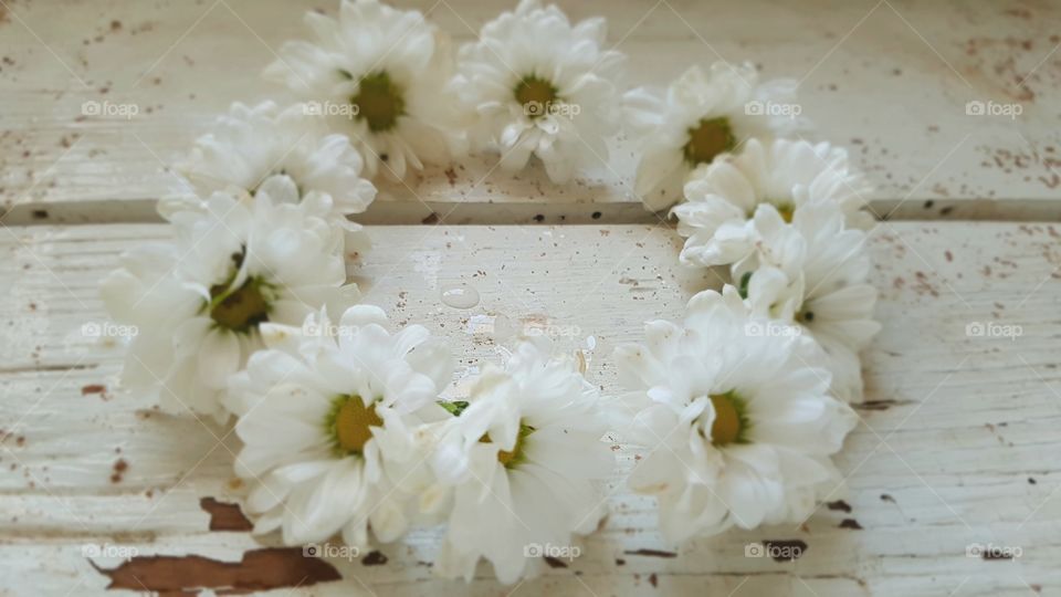 Close-up of white flowers on wood