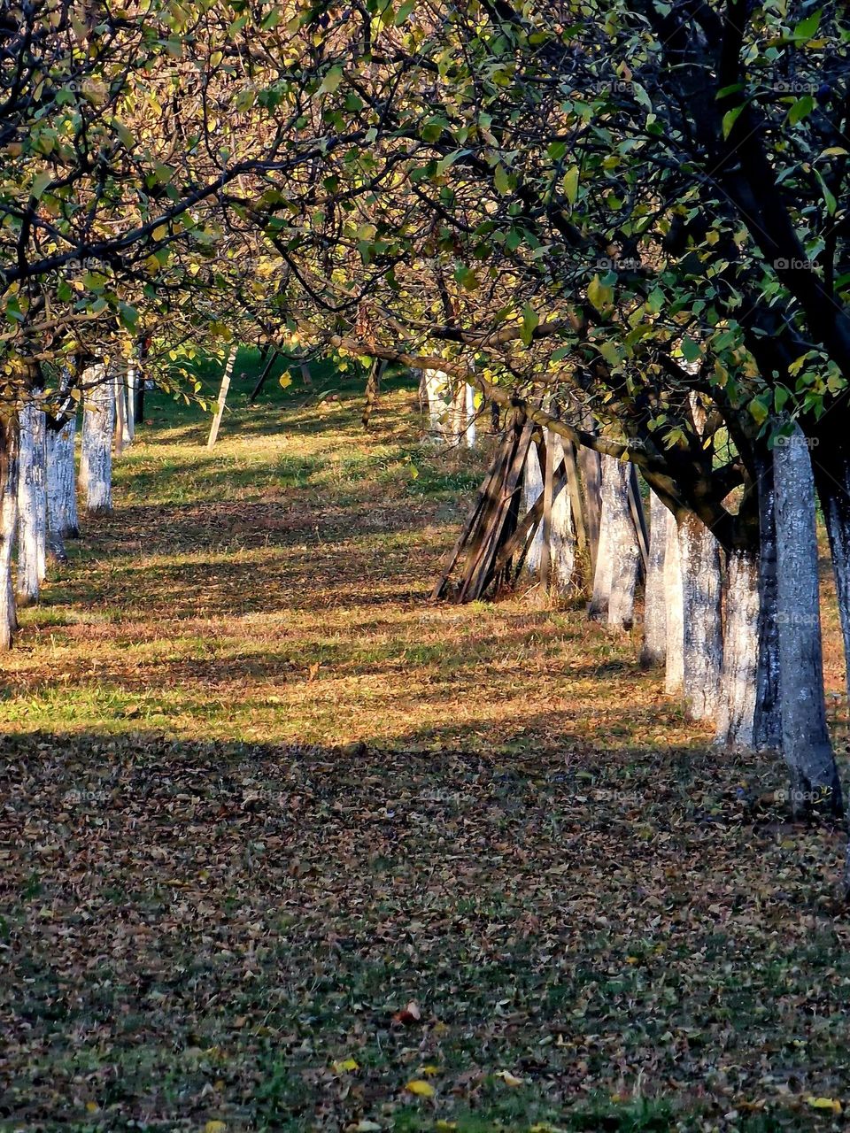 orchard in autumn