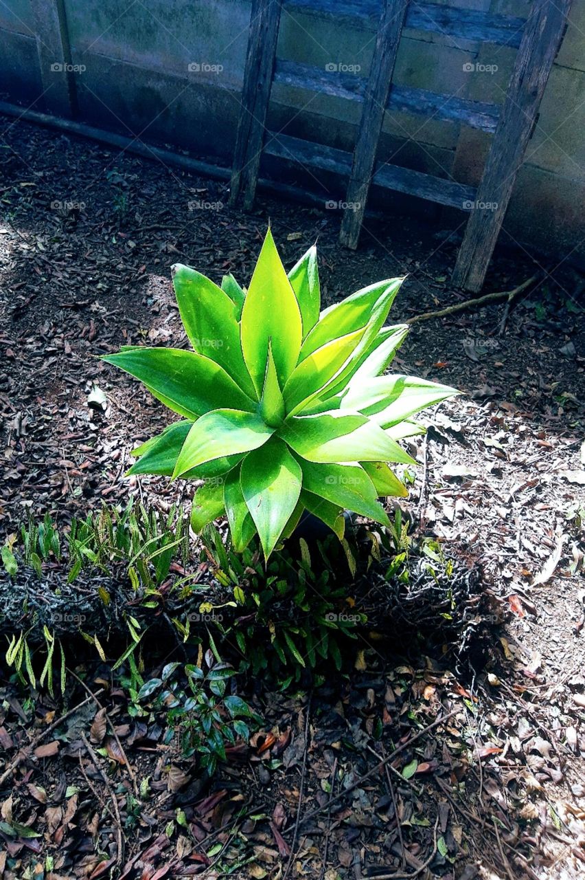 agave plant