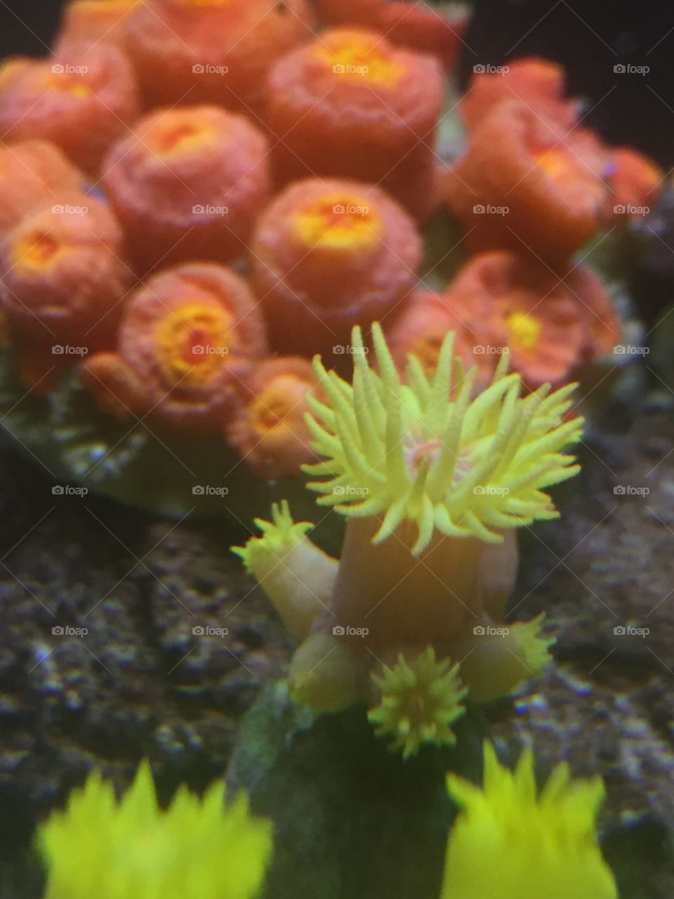 Coral