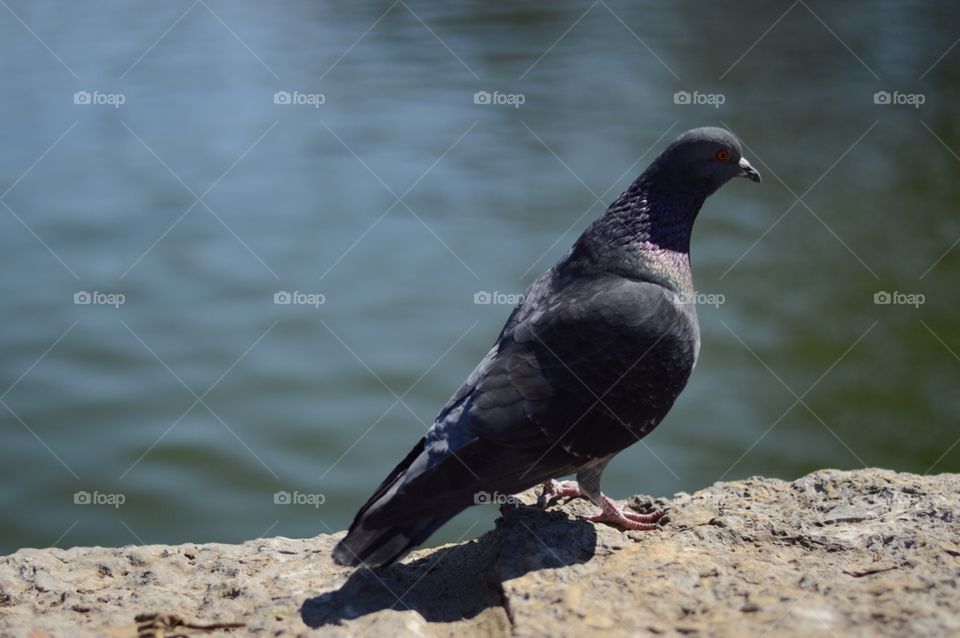 Bird on the lake
