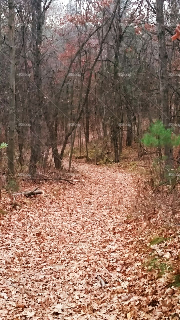 Wooded Trail