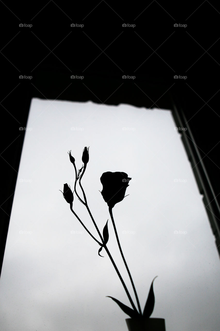 Flower. Silhouette 