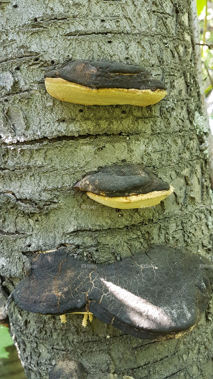 mushrooms on a tree