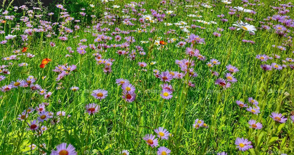 Summer fields