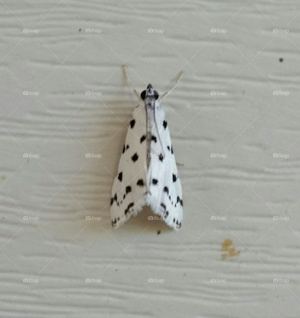 black and white polka-dot moth
